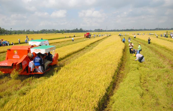 Ảnh hưởng thời tiết làm tối màu bức tranh sản xuất nông nghiệp